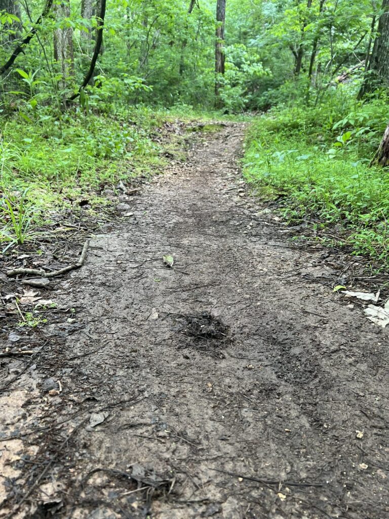 Smooth buffed packed-dirt singletrack winding through green Northwest Arkansas woods