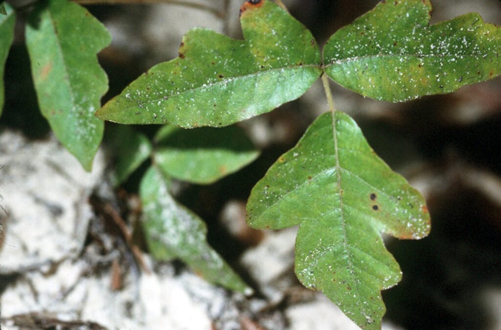 Eastern poison oak leaves in groups of three with rounded, lobed edges like an oak leaf