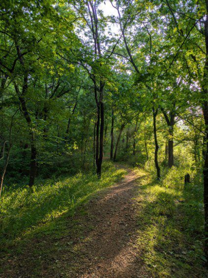 A narrow dirt trail through a sunlit forest