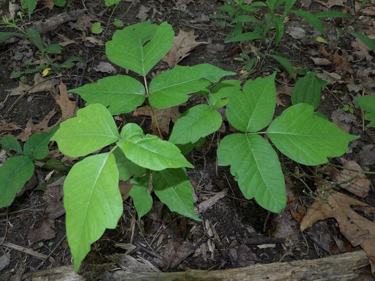 Poison ivy leaves in groups of three on the forest floor