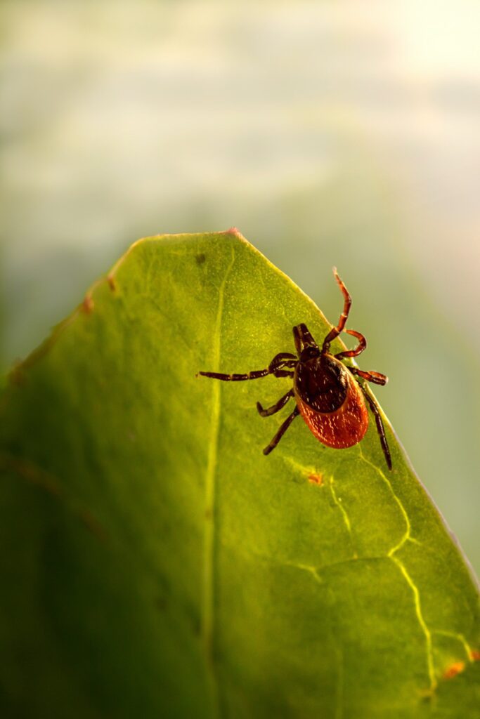 A tick perched on the edge of a green leaf, waiting for a host to brush past